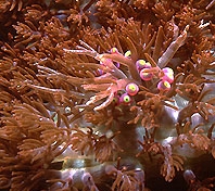 Photo: Edge of the Reef - Phillipines. Go there